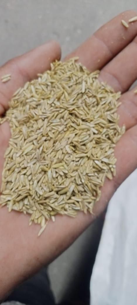 GreenAura Lawn Grass Seeds