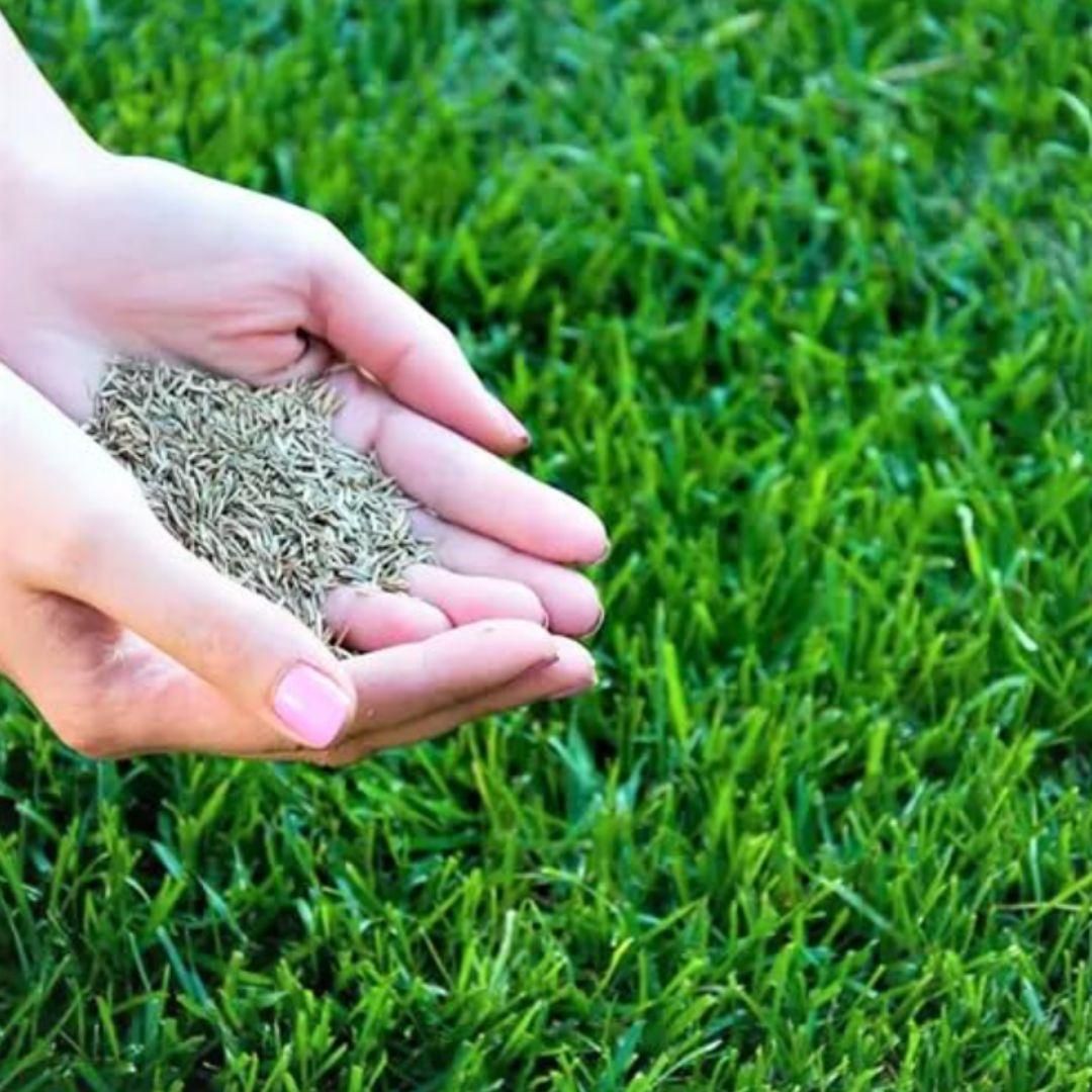 GreenAura Lawn Grass Seeds