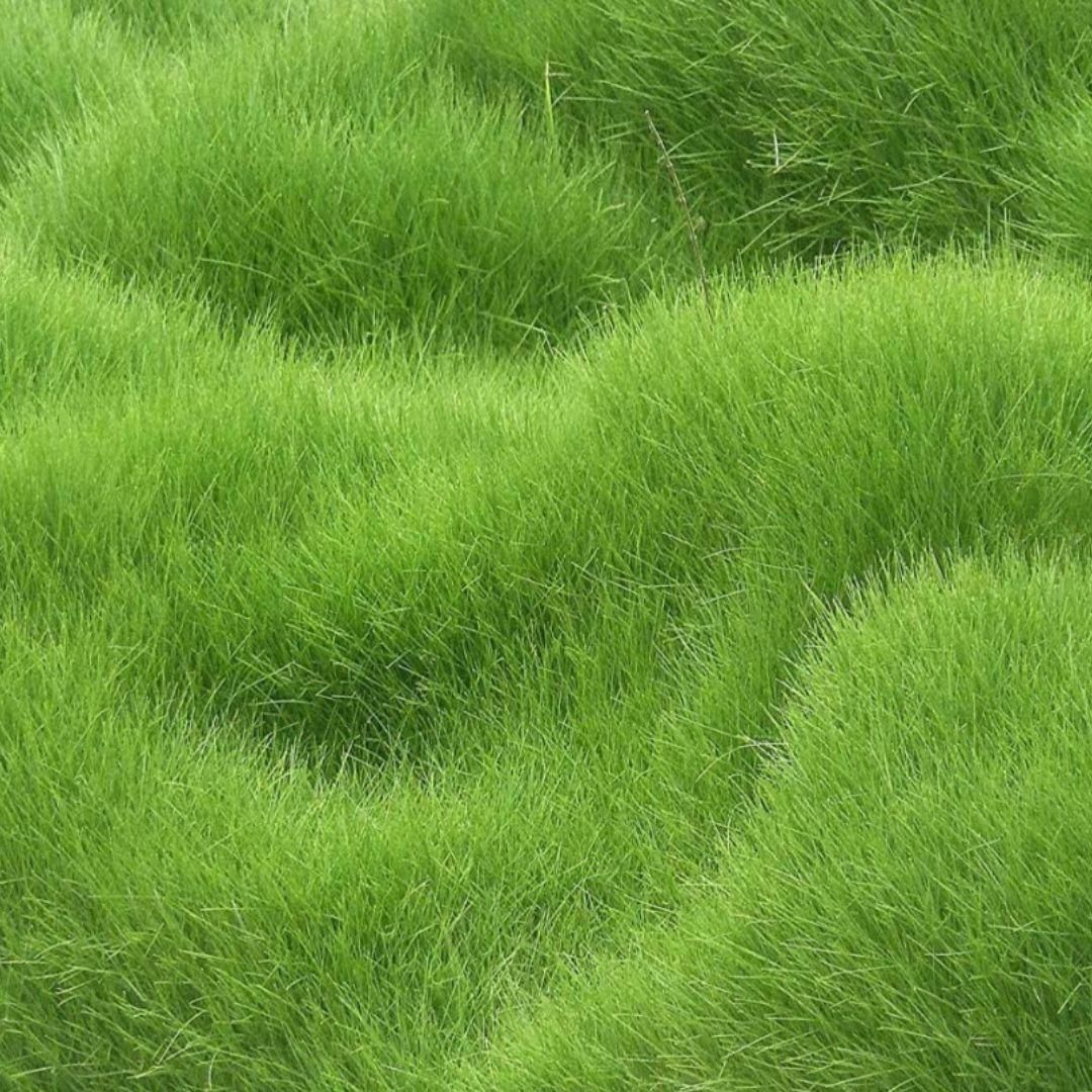 GreenAura Lawn Grass Seeds