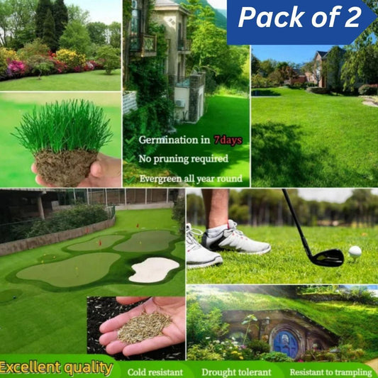 GreenAura Lawn Grass Seeds